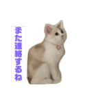 ミックス猫のたらちゃん（個別スタンプ：31）