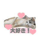 ミックス猫のたらちゃん（個別スタンプ：32）