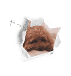 とんかつ犬ココ5（個別スタンプ：4）