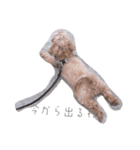 とんかつ犬ココ5（個別スタンプ：6）