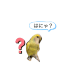 癒され〜インコスタンプ（個別スタンプ：18）