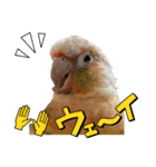 ウロコインコのうりPart7（個別スタンプ：1）