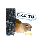 ウロコインコのうりPart7（個別スタンプ：2）