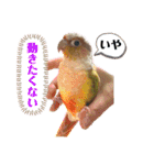 ウロコインコのうりPart7（個別スタンプ：22）