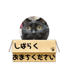 黒猫一家〜りんごさんの巻〜（個別スタンプ：14）