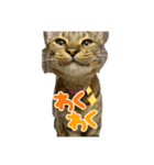 ラミちゃん(猫)（個別スタンプ：1）