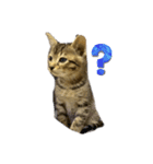 ラミちゃん(猫)（個別スタンプ：2）