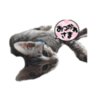 ラミちゃん(猫)（個別スタンプ：4）