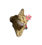 ラミちゃん(猫)（個別スタンプ：5）