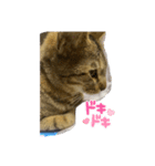 ラミちゃん(猫)（個別スタンプ：8）