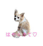 チワワのラブちゃん！（個別スタンプ：4）