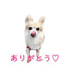 チワワのラブちゃん！（個別スタンプ：13）