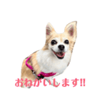 チワワのラブちゃん！（個別スタンプ：23）