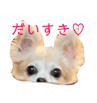 チワワのラブちゃん！（個別スタンプ：31）