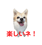 チワワのラブちゃん！（個別スタンプ：34）