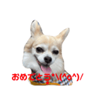 チワワのラブちゃん！（個別スタンプ：37）
