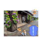 ぱぴぱぴパピヨン88（個別スタンプ：3）