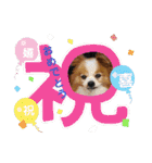 ぱぴぱぴパピヨン88（個別スタンプ：4）