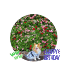 ぱぴぱぴパピヨン88（個別スタンプ：9）