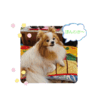 ぱぴぱぴパピヨン88（個別スタンプ：13）