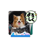 ぱぴぱぴパピヨン88（個別スタンプ：14）