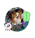 ぱぴぱぴパピヨン88（個別スタンプ：16）