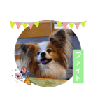 ぱぴぱぴパピヨン88（個別スタンプ：18）