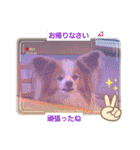 ぱぴぱぴパピヨン88（個別スタンプ：20）