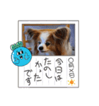 ぱぴぱぴパピヨン88（個別スタンプ：21）
