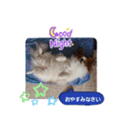 ぱぴぱぴパピヨン88（個別スタンプ：23）
