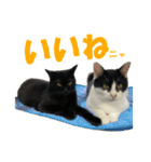 トムとハチ（個別スタンプ：20）