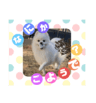 モカラニアン6（個別スタンプ：2）