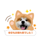秋田犬ふふのぼやき（個別スタンプ：1）