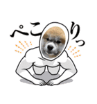 秋田犬ふふのぼやき（個別スタンプ：2）