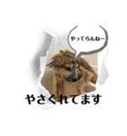 秋田犬ふふのぼやき（個別スタンプ：4）