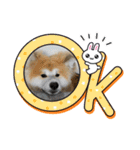 秋田犬ふふのぼやき（個別スタンプ：5）