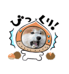 秋田犬ふふのぼやき（個別スタンプ：8）