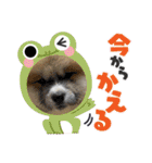 秋田犬ふふのぼやき（個別スタンプ：10）