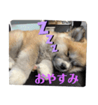 秋田犬ふふのぼやき（個別スタンプ：16）