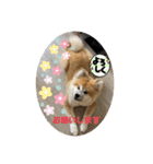 秋田犬ふふのぼやき（個別スタンプ：18）