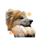 秋田犬ふふのぼやき（個別スタンプ：19）