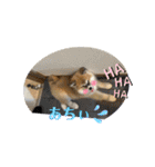 秋田犬ふふのぼやき（個別スタンプ：22）