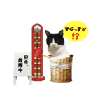 サビ猫と愉快な仲間達（個別スタンプ：10）