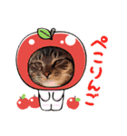 猫のコマちゃん、パート3（個別スタンプ：5）