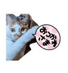 ASUMO改（個別スタンプ：7）
