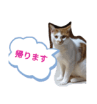 ASUMO改（個別スタンプ：15）