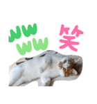 ASUMO改（個別スタンプ：16）