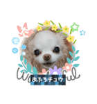 チワワなりに生きてます①（個別スタンプ：1）