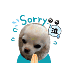 チワワなりに生きてます①（個別スタンプ：4）