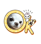 チワワなりに生きてます①（個別スタンプ：5）